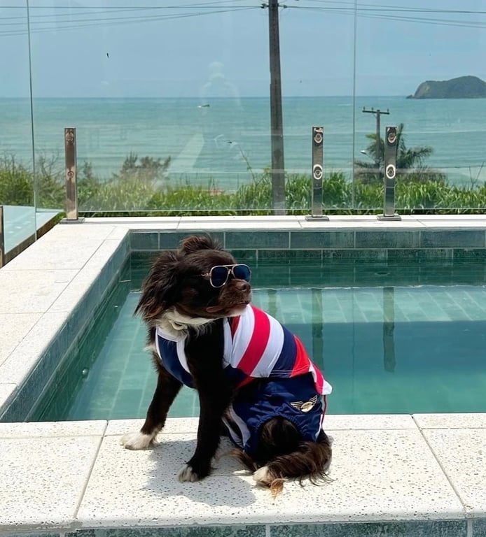 Cachorro de óculos escuros na borda da piscina