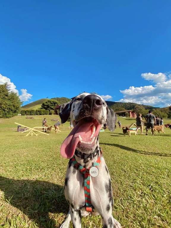 Cachorro sorrindo no espaço agility à beira do lago